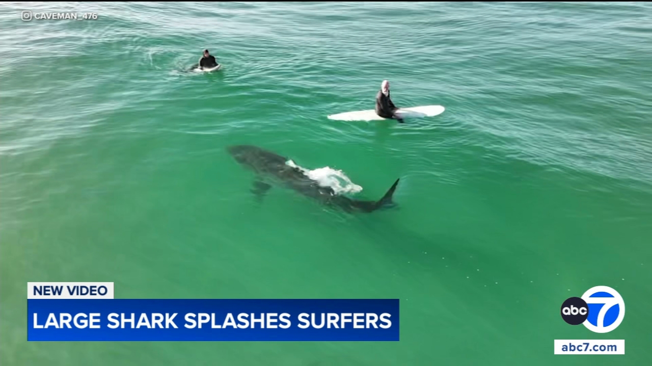 Shark swims near surfers, splashes one with its tail in close encounter off California coast, video shows
       — Frankfort Sports news